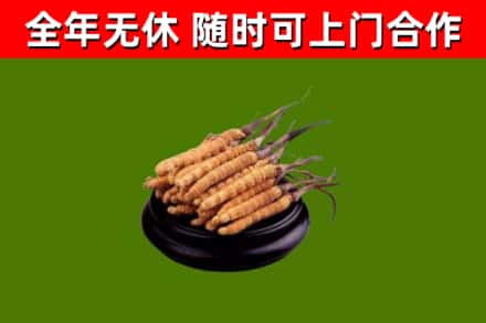 唐山市回收冬虫夏草